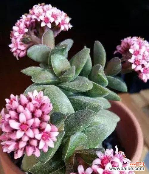 探寻多肉植物盛放花朵的象征意义和美好寓意 多肉开花的象征意义