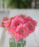 揭开非洲菊花的神秘面纱，探寻其独特的花语和寓意 非洲菊的花语与寓意