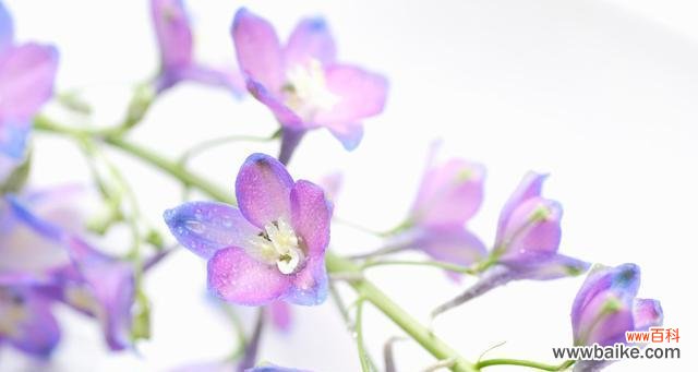 揭秘飞燕草的花语之美 飞燕草花语的意义与传承