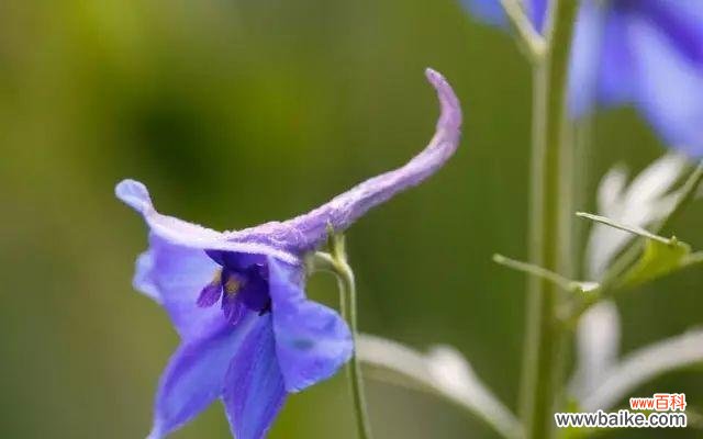 揭秘飞燕草的花语之美 飞燕草花语的意义与传承