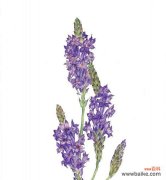 揭秘飞燕草的花语之美 飞燕草花语的意义与传承