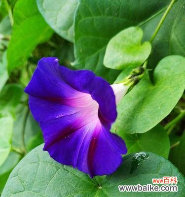 一朵繁缕花背后的深意与祝福，了解它的花语，你将成为花语的辩士 繁缕花生日花语雄辩——让花语传递你的情感