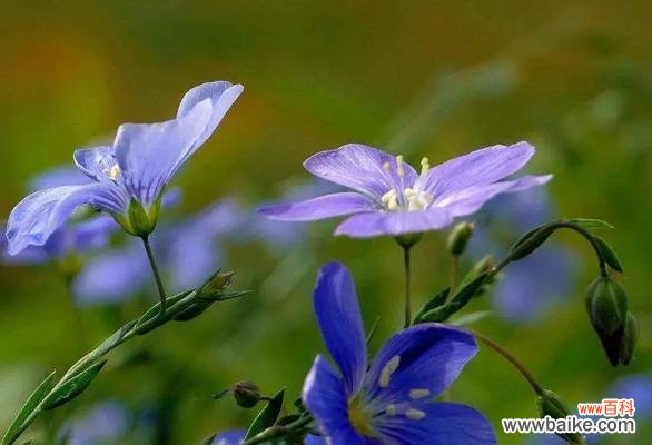 一朵繁缕花背后的深意与祝福，了解它的花语，你将成为花语的辩士 繁缕花生日花语雄辩——让花语传递你的情感