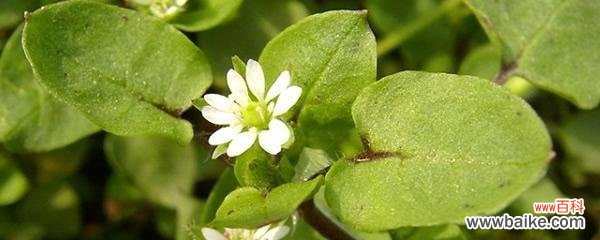 揭秘繁缕花的神秘语言，了解其象征与内涵 繁缕花的花语及代表意义