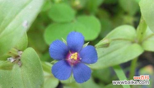 揭秘繁缕花的神秘语言，了解其象征与内涵 繁缕花的花语及代表意义