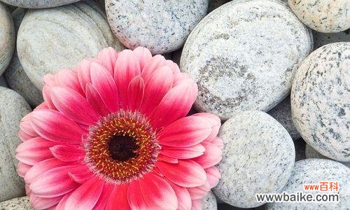 非洲菊的美丽与坚韧 非洲菊代表的意义和象征