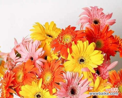 揭秘非洲菊花背后的15种寓意 非洲菊寓意与象征意义