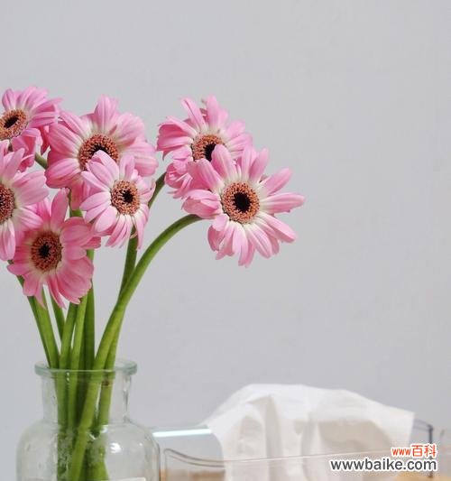 揭秘非洲菊花背后的15种寓意 非洲菊寓意与象征意义