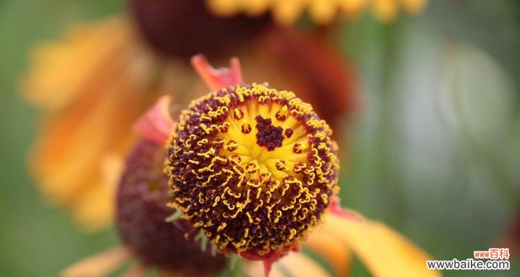 揭秘非洲菊花背后的15种寓意 非洲菊寓意与象征意义