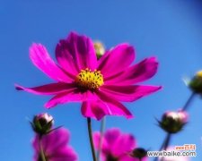 探索格桑花在风水中的神奇力量 格桑花风水寓意与作用