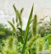 揭示自信 狗尾巴草的象征意义与寓意