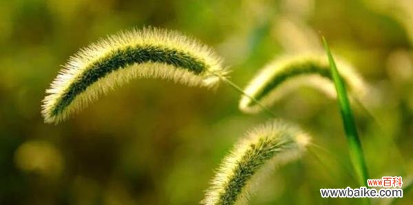 探索狗尾巴草的含义和象征 狗尾巴草的花语和寓意