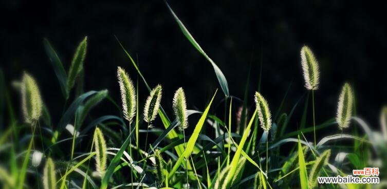 探寻狗尾巴花的隐秘密码与美丽传说 解读狗尾巴花的象征意义