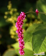 揭开狗尾巴花的秘密 狗尾巴花的花语与意义