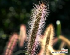 以狗尾草的花语传递真挚情感和无尽勇气 狗尾草花语之美