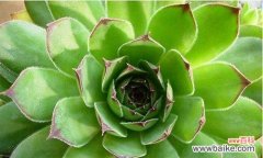 揭示观音莲花的秘密与深意 以观音莲花为象征的寓意