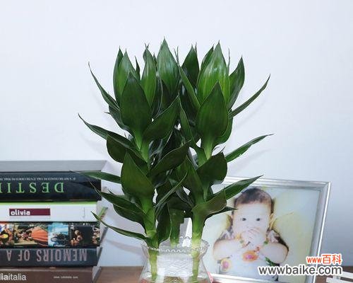 揭示观音竹在风水中的神秘力量与吉祥寓意 观音竹的寓意与象征风水