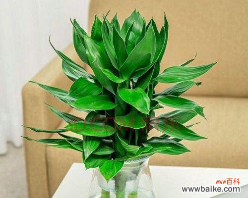 以花为媒 观音竹花的象征与寓意