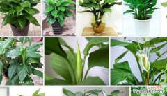 揭示万年青开花的意义与福运 广东万年青开花的风水寓意