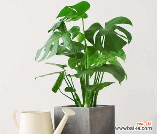 探秘龟背竹在风水中的奥秘 以龟背竹的寓意与风水作用——传承生命的象征