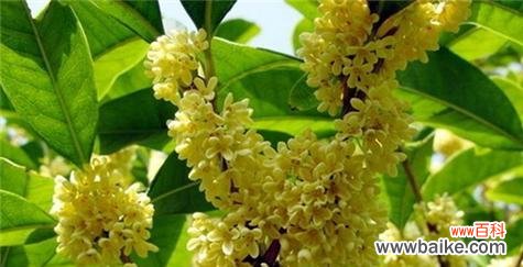 桂花芬芳之美与情感交融 桂花的花语