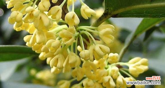 桂花树 桂花树的寓意和象征风水