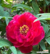 老人捡到牡丹花有何寓意？牡丹花在传统文化中代表什么？