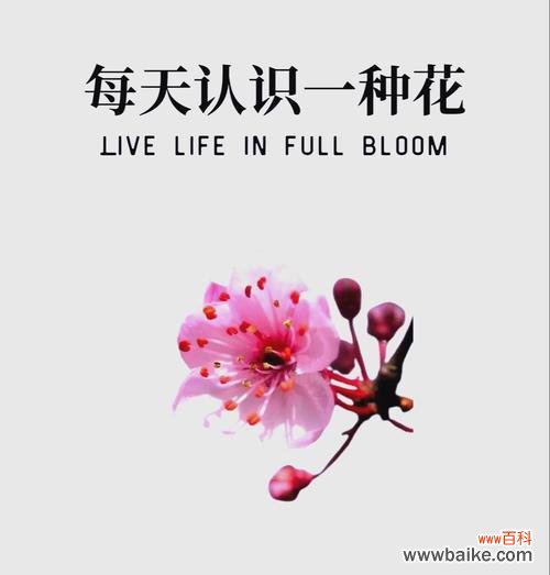 哪种花的花语象征快乐？它们的寓意是什么？