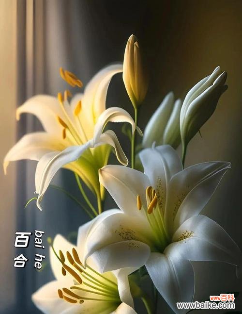 哪些花寓意爱情很好?它们的花语是什么?