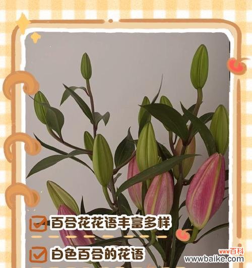手捧花中的百合象征着什么?百合花语有哪些?