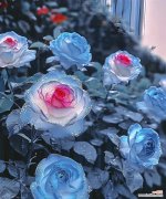 浪漫花语通常表达什么意义？如何选择表达浪漫的花？