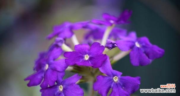 紫色花的爱情寓意是什么？紫色代表爱情的花有哪些？