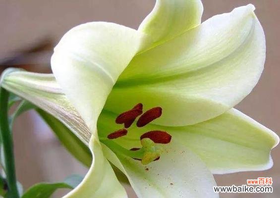 绿色百合花的花语是什么?