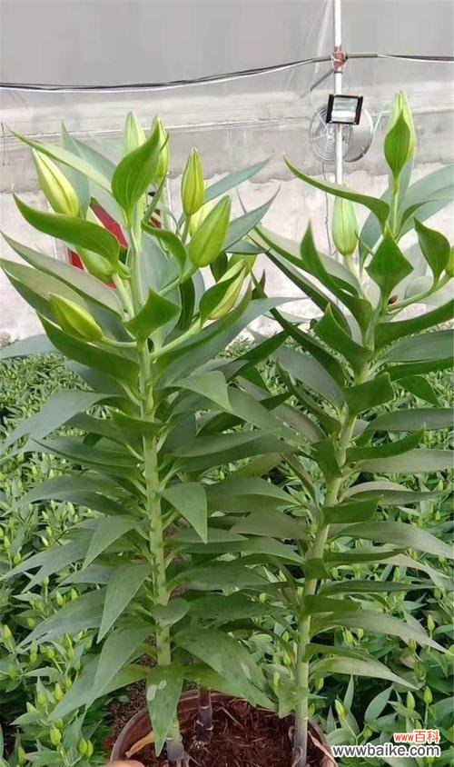 绿色百合花的花语是什么?