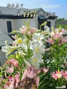 绿色百合花的花语是什么？