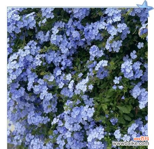 蓝色花象征抑郁吗?哪种蓝色花有这种含义?