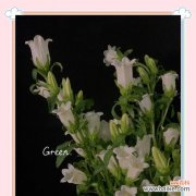 白色蝴蝶花象征着什么？它的花语有哪些？