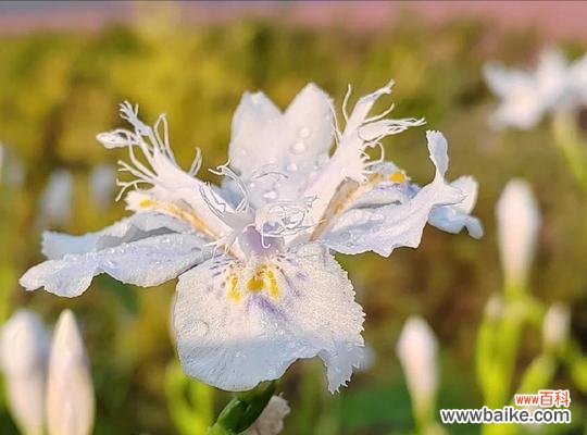 白色蝴蝶花象征着什么？它的花语有哪些？