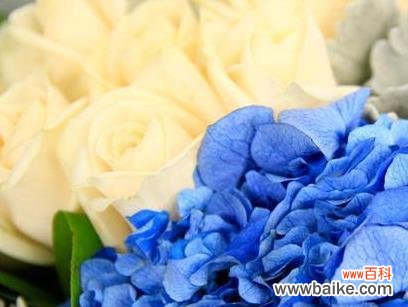 蓝色花的花语情话有哪些?如何用蓝色花表达爱意?