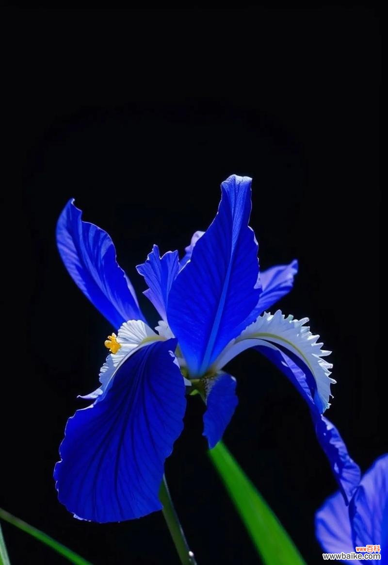 蓝色花的花语情话有哪些?如何用蓝色花表达爱意?