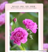 哪种花象征着爱情的失败？如何解读爱情失败的花语？