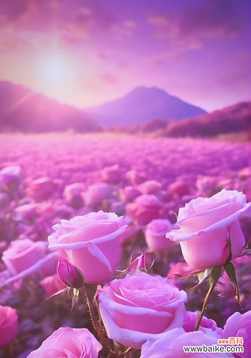 夏季爱情寓意花有哪些？