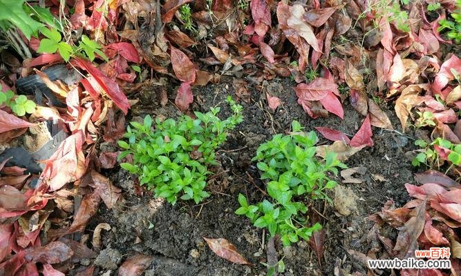探索植物分株繁殖的奥秘，从根系到新生芽的循环 分株繁殖
