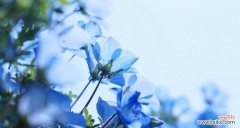 探寻粉蝶花的源起和象征意义 粉蝶花花语之文化背景