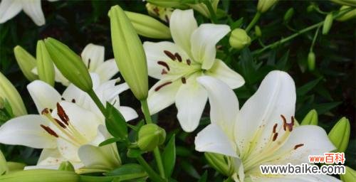 揭开粉百合花背后的象征意义 粉百合花的寓意与象征