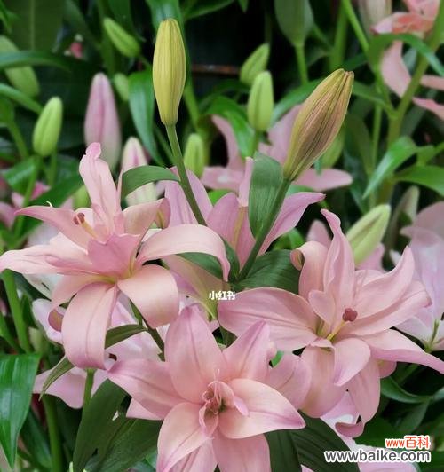 揭开粉百合花背后的象征意义 粉百合花的寓意与象征