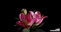 揭开粉百合花背后的象征意义 粉百合花的寓意与象征