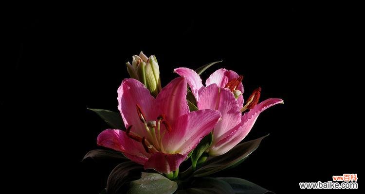 揭开粉百合花背后的象征意义 粉百合花的寓意与象征