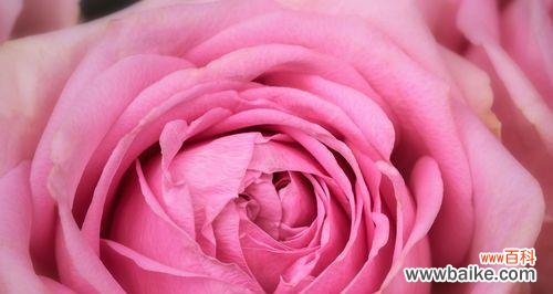 探寻粉红玫瑰背后的15种含义 粉红玫瑰的花语