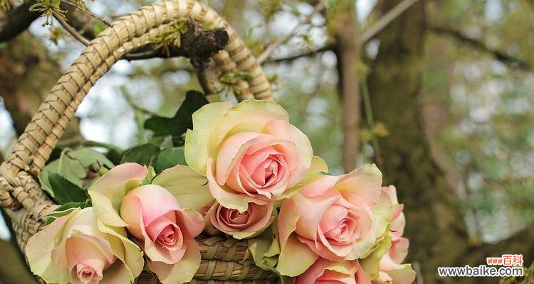 探寻粉红玫瑰背后的15种含义 粉红玫瑰的花语